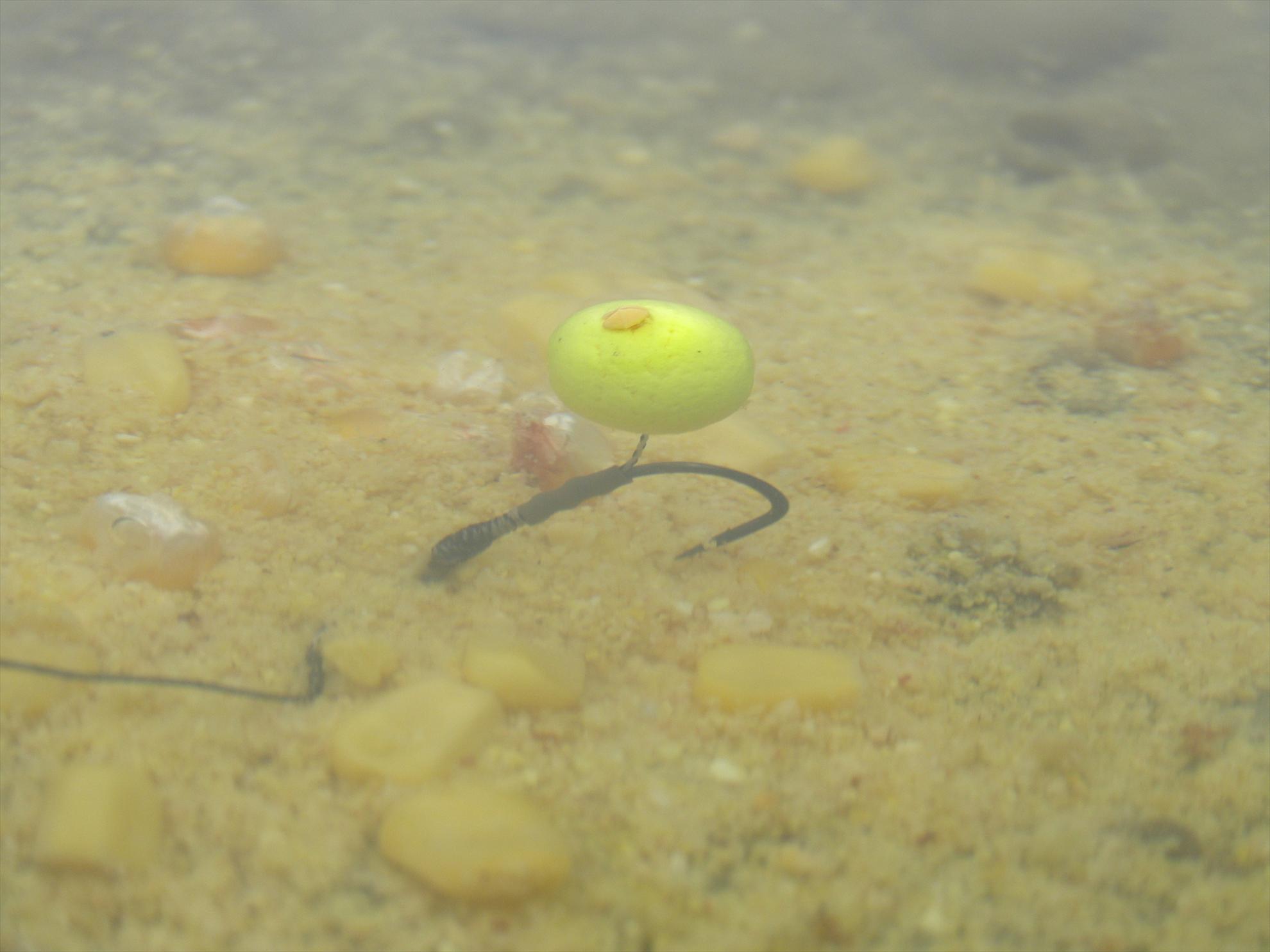 Capturi  - pa250781.JPG